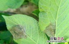 马铃薯晚疫病如何防治 马铃薯晚疫病防治方法