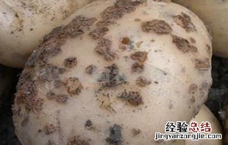 馬鈴薯晚疫病如何防治 馬鈴薯晚疫病防治方法