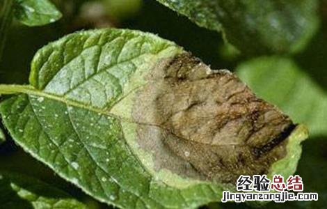 馬鈴薯晚疫病如何防治 馬鈴薯晚疫病防治方法