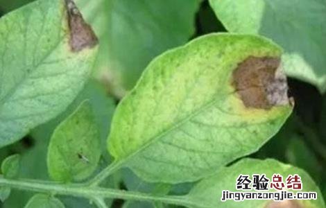 馬鈴薯晚疫病如何防治 馬鈴薯晚疫病防治方法