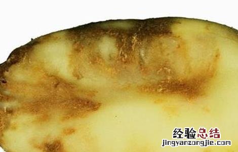 馬鈴薯晚疫病如何防治 馬鈴薯晚疫病防治方法