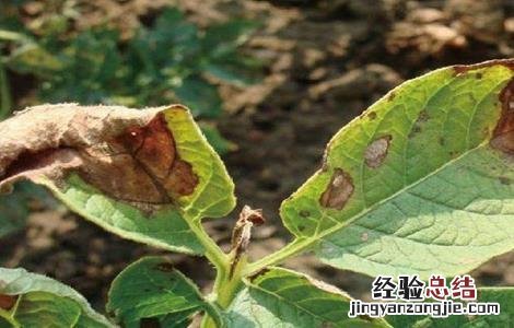 馬鈴薯晚疫病如何防治 馬鈴薯晚疫病防治方法