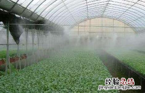 大棚蔬菜夏季管理 蔬菜大棚的日常管理