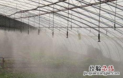 大棚蔬菜夏季管理 蔬菜大棚的日常管理