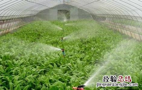 大棚蔬菜夏季管理 蔬菜大棚的日常管理