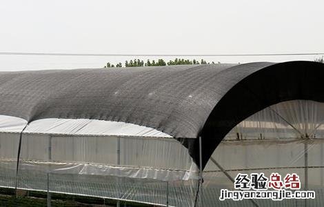 大棚蔬菜夏季管理 蔬菜大棚的日常管理