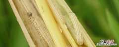 水稻二化螟防治的最佳时期 水稻二化螟防治