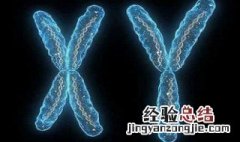 子代雄果蝇性染色体来源 子代雄蝇性染色体的来源是什么
