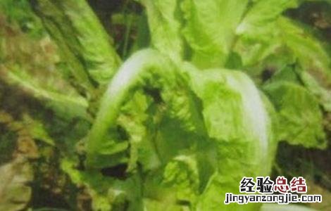 莴笋菌核病的防治方法 莴笋菌核病的防治技术