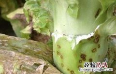 莴笋菌核病的防治方法 莴笋菌核病的防治技术