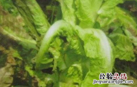 莴笋菌核病的防治方法 莴笋菌核病的防治技术