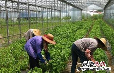 观音菜种植技术及管理 观音菜种植技术