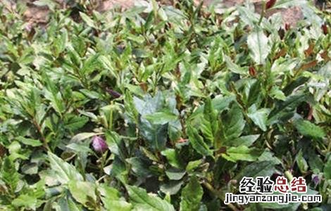 观音菜种植技术及管理 观音菜种植技术