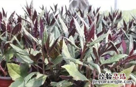 观音菜种植技术及管理 观音菜种植技术