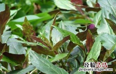 观音菜种植技术及管理 观音菜种植技术