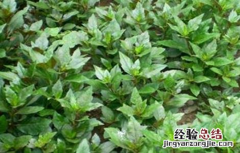 观音菜种植技术及管理 观音菜种植技术
