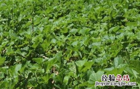 冬寒菜的种植时间和方法 冬寒菜种植技术和时间