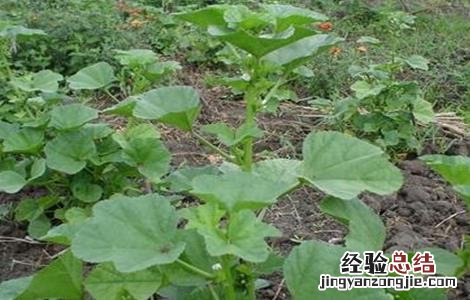 冬寒菜的种植时间和方法 冬寒菜种植技术和时间