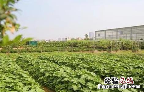 冬寒菜的种植时间和方法 冬寒菜种植技术和时间