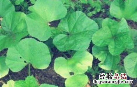 冬寒菜的种植时间和方法 冬寒菜种植技术和时间