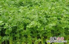 夏天芹菜栽培技术 夏季芹菜的种植新技术