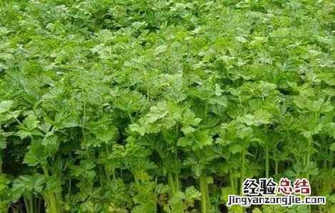 夏天芹菜栽培技术 夏季芹菜的种植新技术