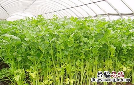 夏天芹菜栽培技术 夏季芹菜的种植新技术