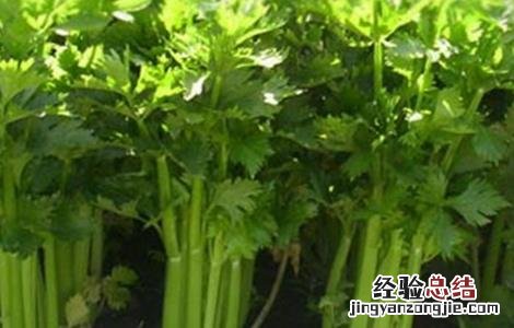 夏天芹菜栽培技术 夏季芹菜的种植新技术