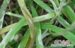 韭菜叶子发黄该怎么办呢 韭菜叶子发黄该怎么办