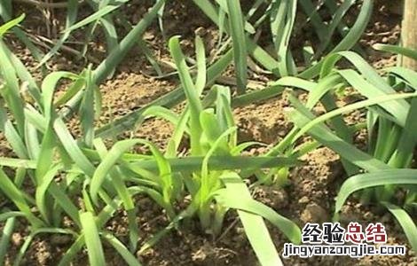 韭菜叶子发黄该怎么办呢 韭菜叶子发黄该怎么办