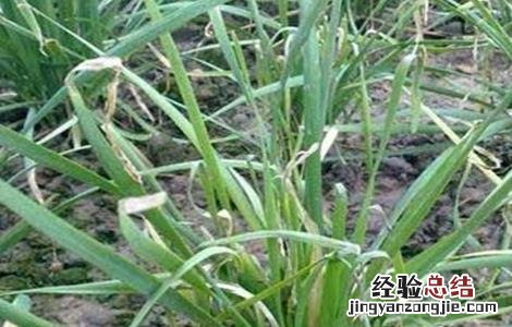 韭菜叶子发黄该怎么办呢 韭菜叶子发黄该怎么办