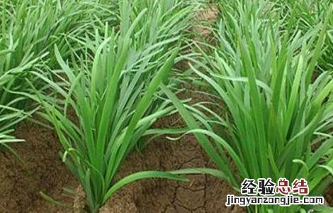 韭菜叶子发黄该怎么办呢 韭菜叶子发黄该怎么办