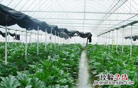 大棚蔬菜栽培技术 大棚蔬菜种植技术管理
