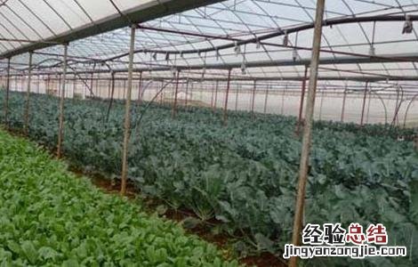 大棚蔬菜栽培技术 大棚蔬菜种植技术管理