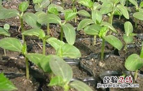 怎样在黄瓜挂果期控旺 黄瓜苗期控旺方法