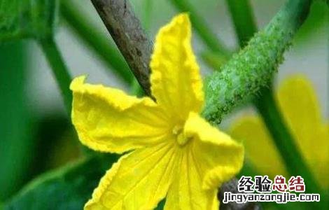 怎样在黄瓜挂果期控旺 黄瓜苗期控旺方法