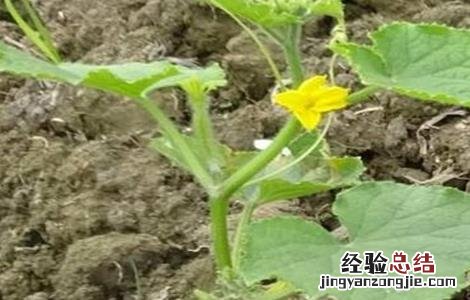 怎样在黄瓜挂果期控旺 黄瓜苗期控旺方法