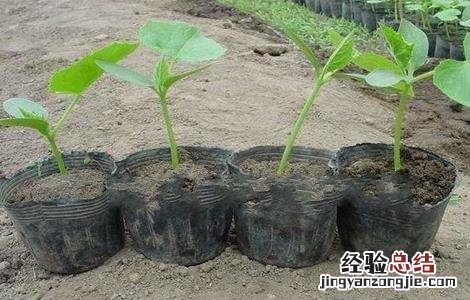 怎样在黄瓜挂果期控旺 黄瓜苗期控旺方法