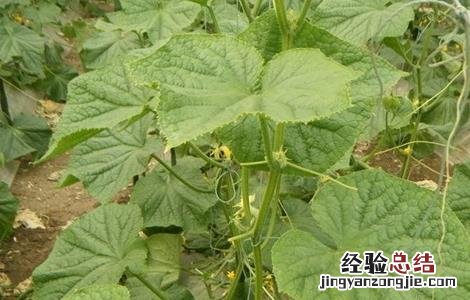 怎样在黄瓜挂果期控旺 黄瓜苗期控旺方法