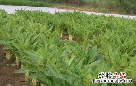 莴笋的栽培技术 莴笋无公害栽培技术