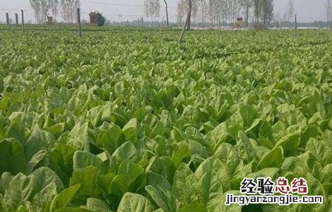 莴笋的栽培技术 莴笋无公害栽培技术