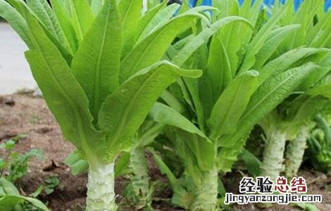 莴笋的栽培技术 莴笋无公害栽培技术