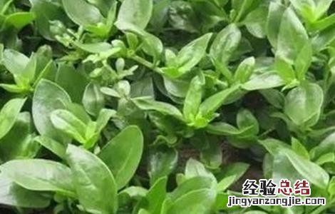 田七菜的种植方法和时间 田七菜的种植方法