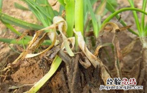 韭菜黑根部的防治方法视频 韭菜黑根部的防治方法