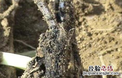 韭菜黑根部的防治方法视频 韭菜黑根部的防治方法