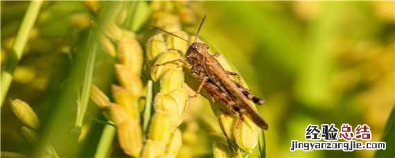 蝗虫的发育过程 蝗虫的发育过程要经过哪三个时期