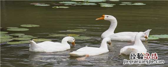白色大鹅怎么区分公母视频 白色大鹅怎么区分公母