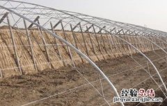 蔬菜大棚建设规模及内容 蔬菜大棚建设要求