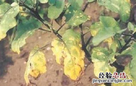 茄子黄萎病的防治方法 茄子黄萎病的防治方法 特效药