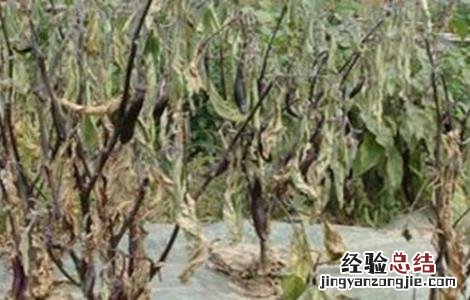 茄子黄萎病的防治方法 茄子黄萎病的防治方法 特效药